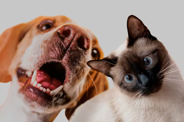 Plano de Saúde Pet Pacta